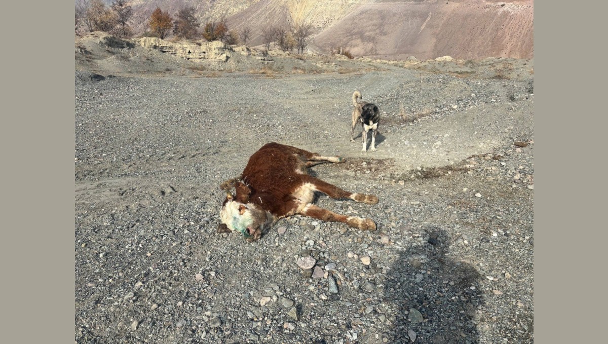 Erzincan'da tehlikeli sorumsuzluk: Şaplı hayvanlar meraya atıldı