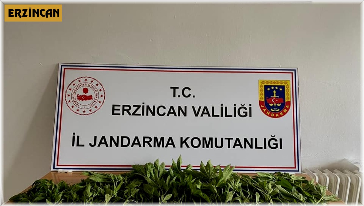 Erzincan'da uyuşturucu operasyonunda esrar ve kenevir ele geçirildi
