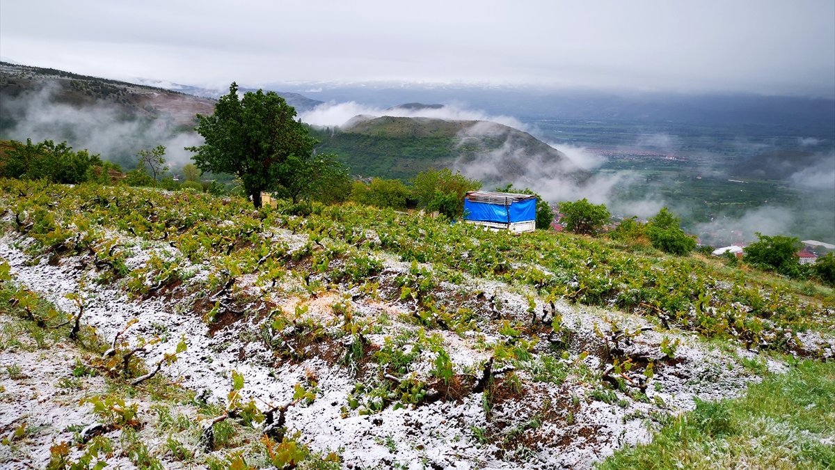 Erzincan'da üzüm bağları kar altında kaldı
