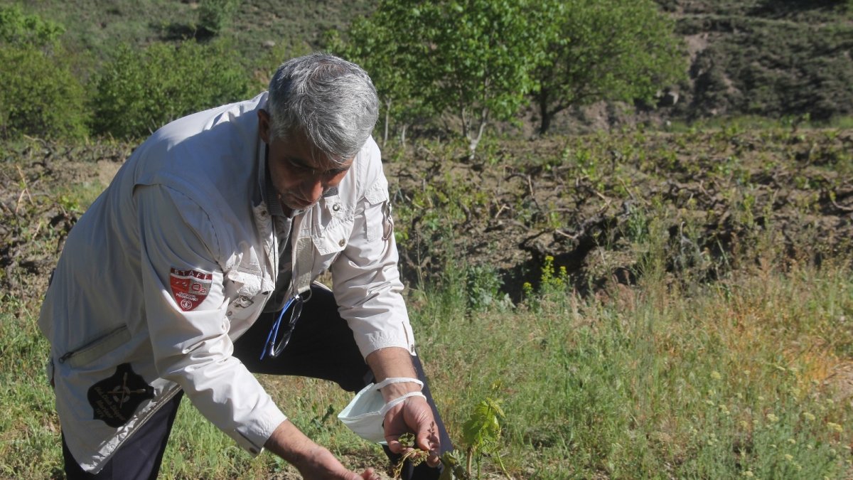 Erzincan'da üzüm bağlarını don vurdu