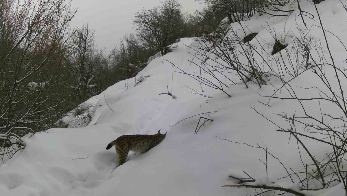 Erzincan'da vaşaktan kurda yaban hayatı kayıt altında