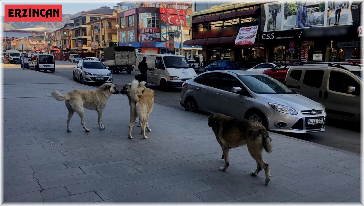 Erzincan'da vatandaşlar tehlike saçan sokak köpeklerine yönelik tedbir alınmasını istiyor