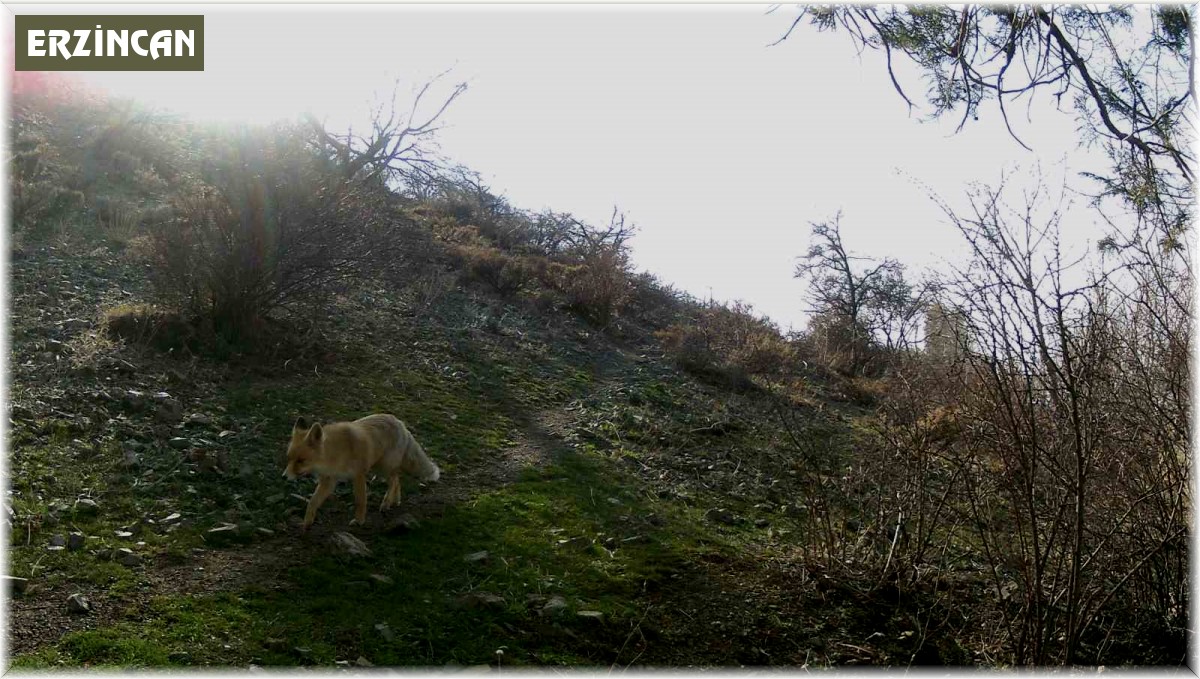 Erzincan'da yaban hayat fotokapanlarla görüntülendi