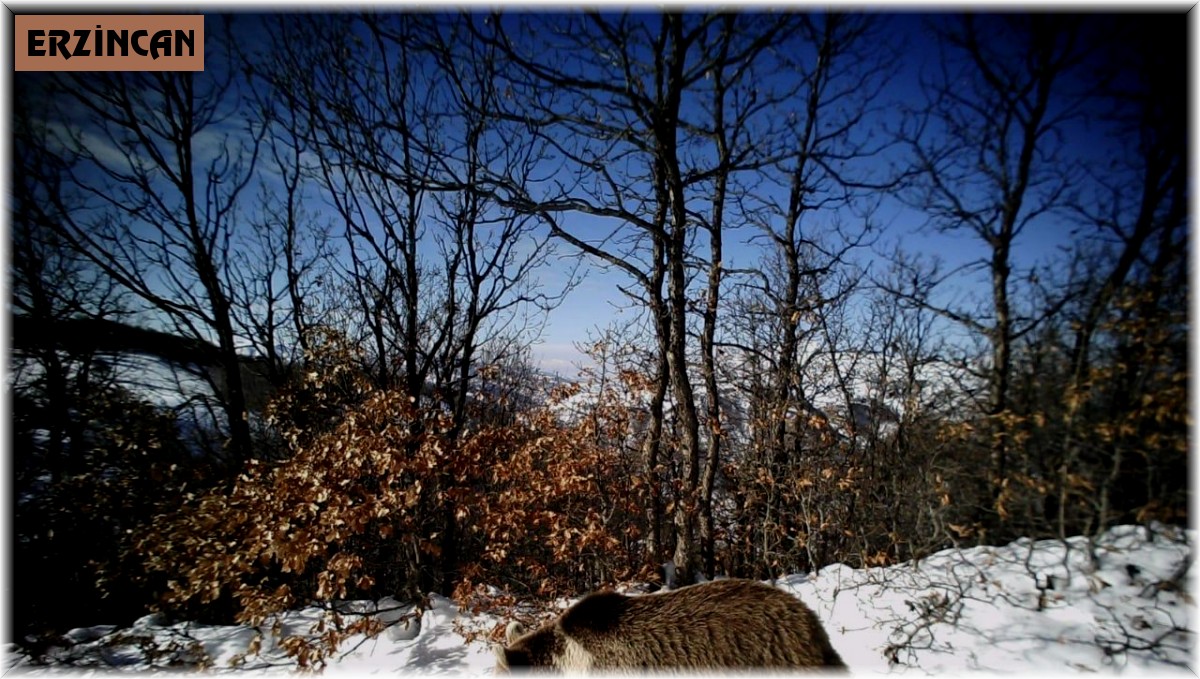 Erzincan'da yaban hayat fotokapanlarla görüntülendi