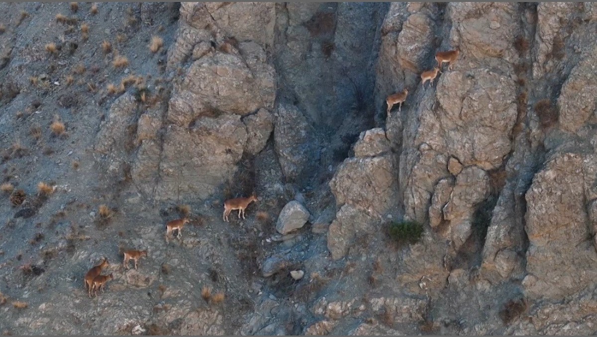 Erzincan'da yaban keçileri dron ile görüntülendi