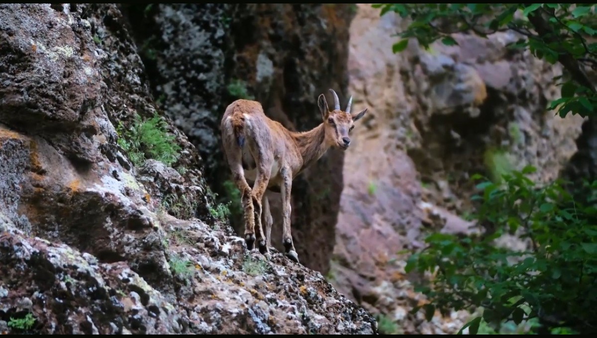 Erzincan'da yaban keçileri havadan görüntülendi