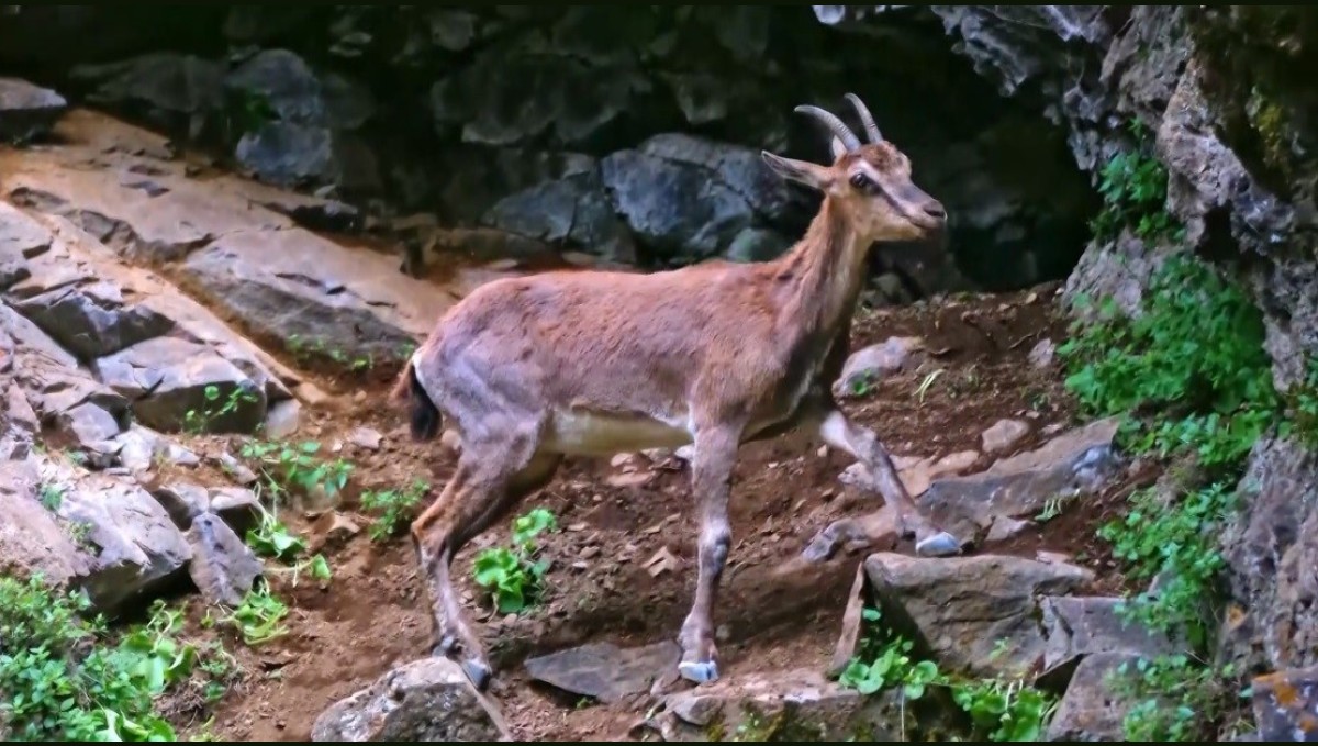 Erzincan'da yaban keçileri havadan görüntülendi