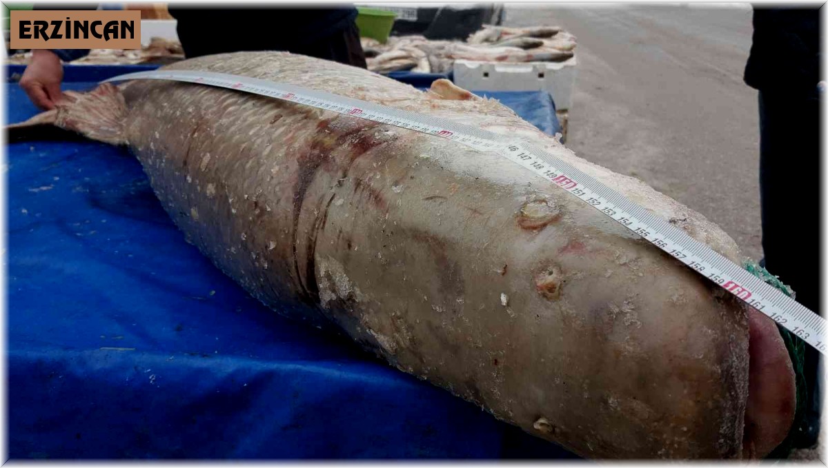 Erzincan'da yakalanan dev turna balığı görenleri şaşkına çevirdi!