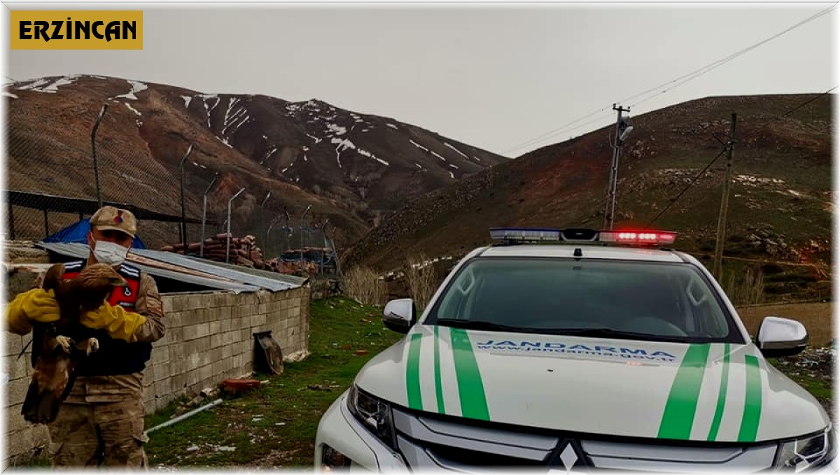 Erzincan'da yaralı halde Kaya Kartalı bulundu