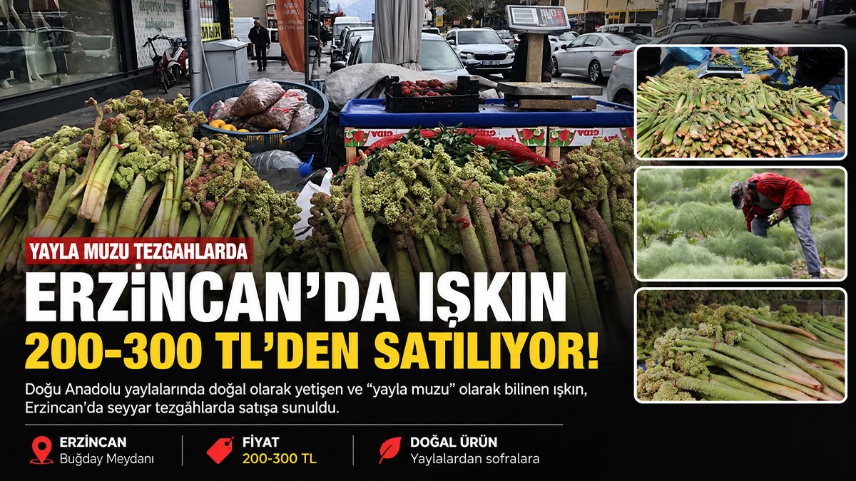 Erzincan'da 'yayla muzu' Işkın tezgâhlara çıktı: 200-300 TL'den satılıyor