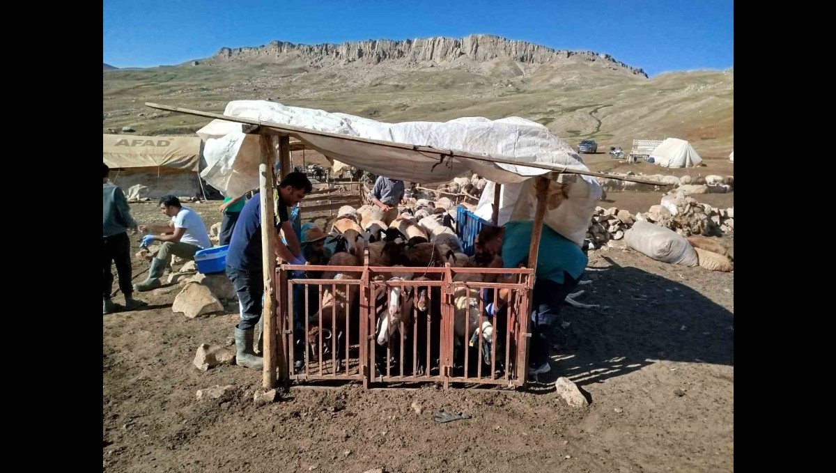 Erzincan'da yayladaki hayvanlara şap aşısı vuruldu