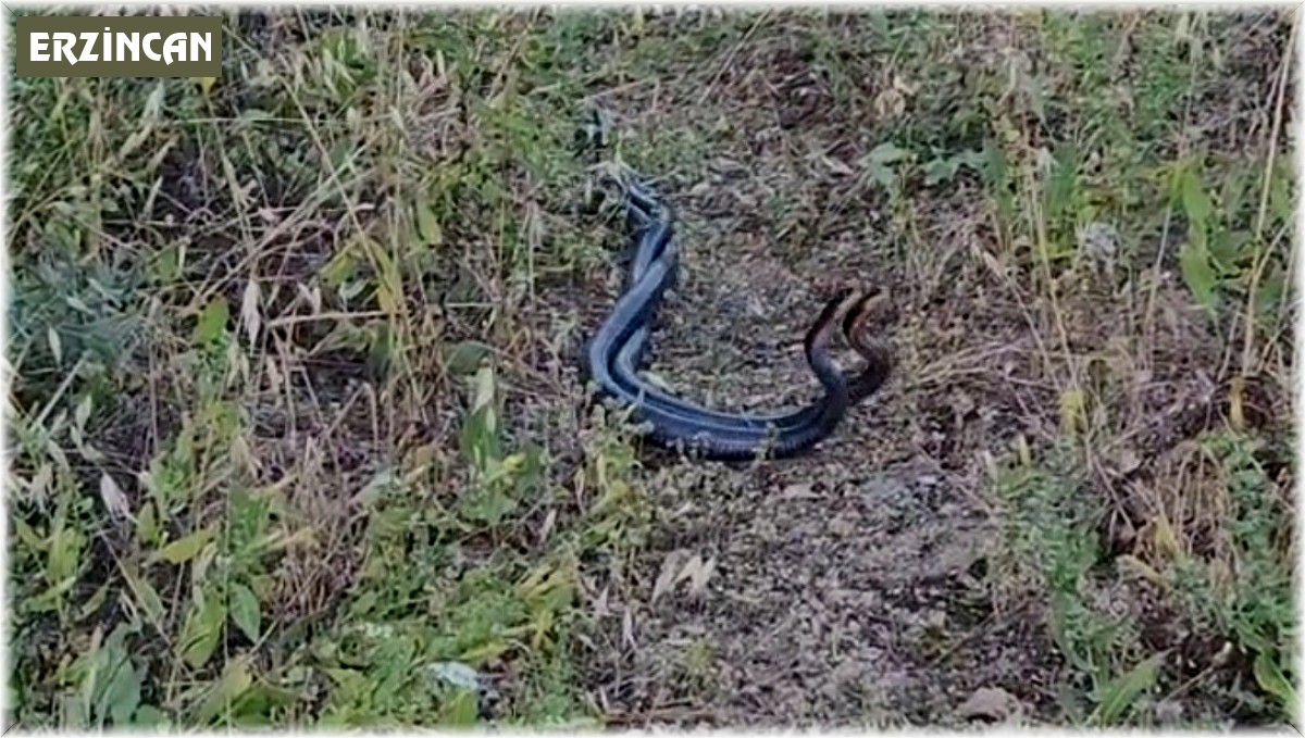 Erzincan'da yılanların dansı kamerada
