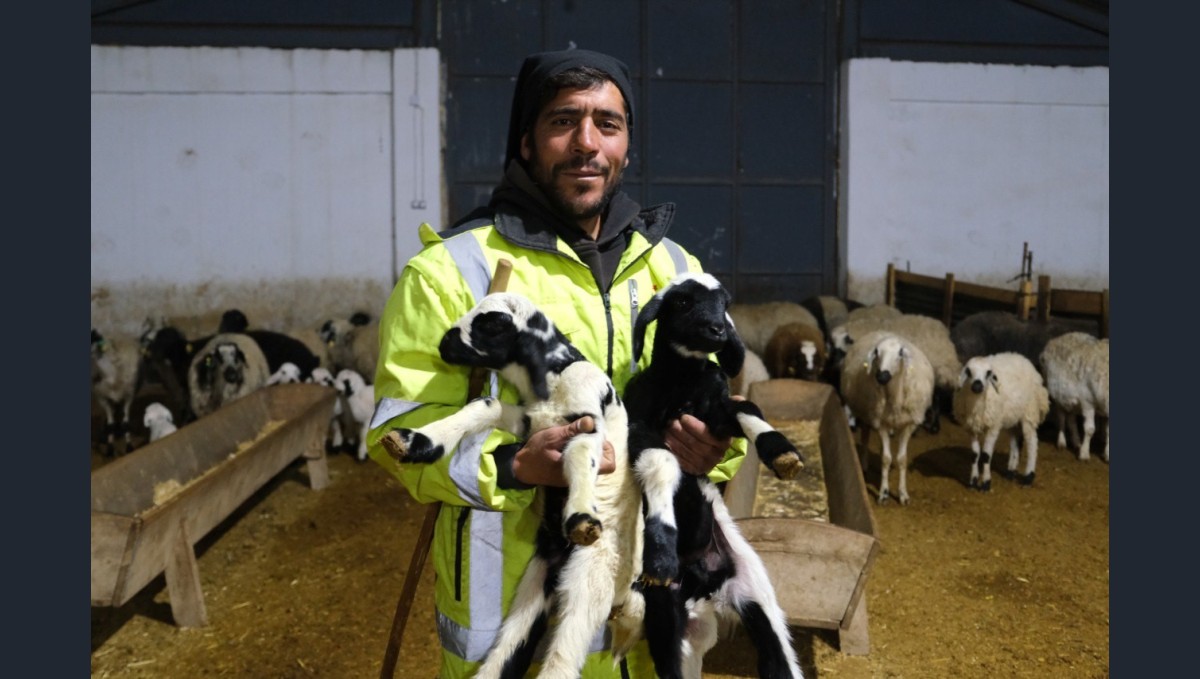 Erzincan'da yılın ilk kuzuları doğdu: Üreticilerin umudu tazelendi