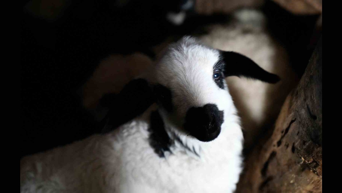 Erzincan'da yılın son kuzuları üreticilerin yüzünü güldürdü