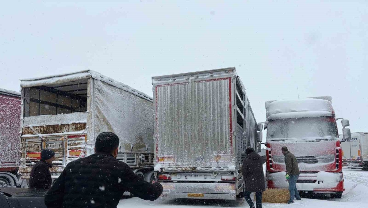 Erzincan'da yolda kalan 200 büyükbaş hayvana yem takviyesi