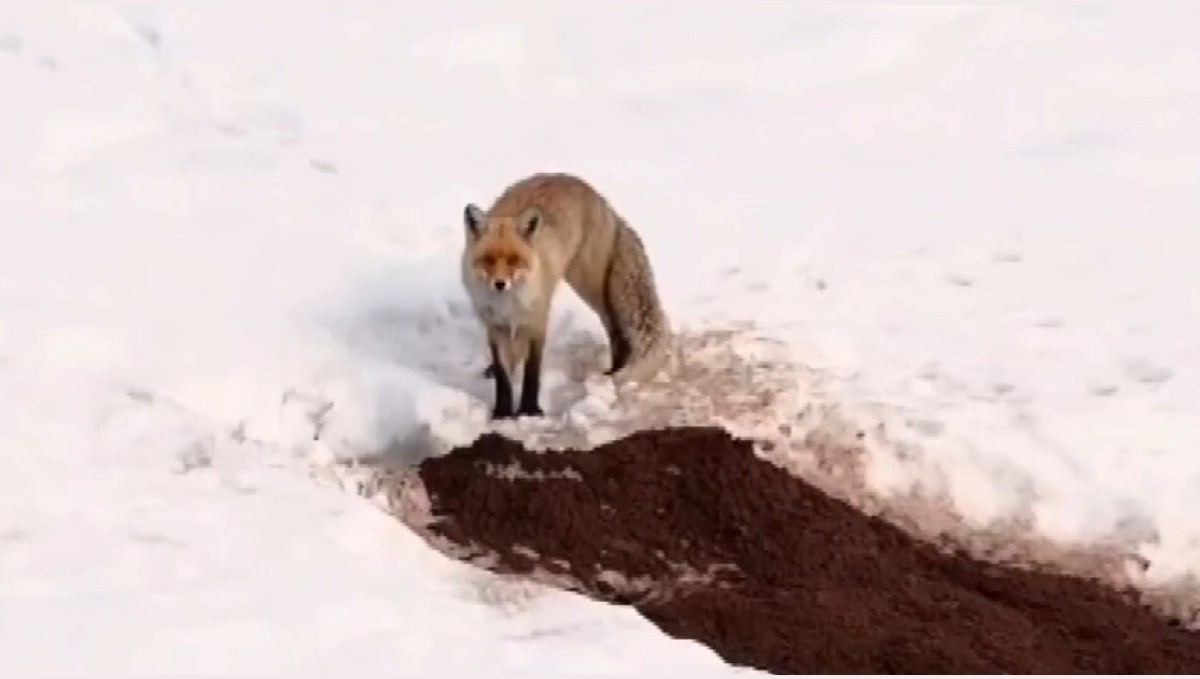 Erzincan'da yuvasından çıkan tilki havadan görüntülendi