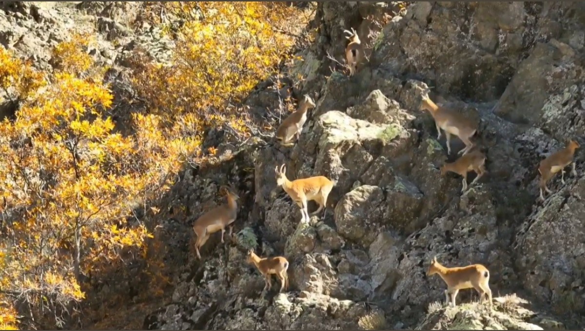 Erzincan dağlarında yaban keçileri görüntülendi