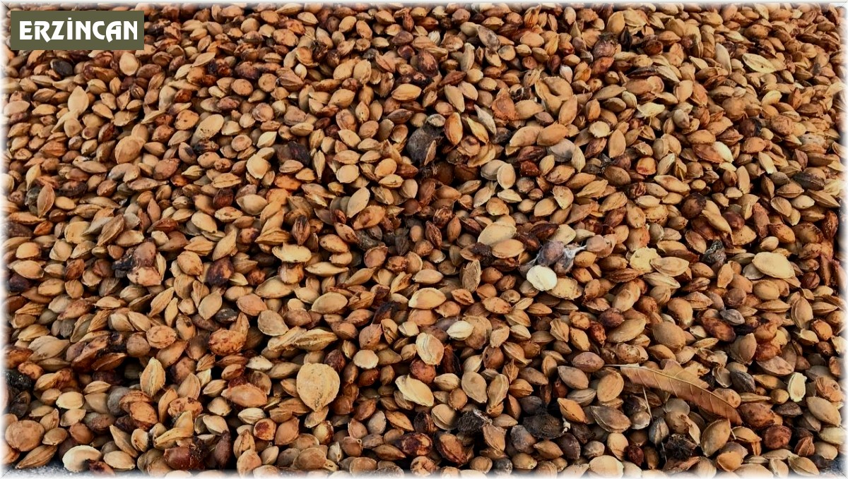 Erzincan'dan Malatya'ya 200 ton acı kayısı çekirdeği gönderiliyor