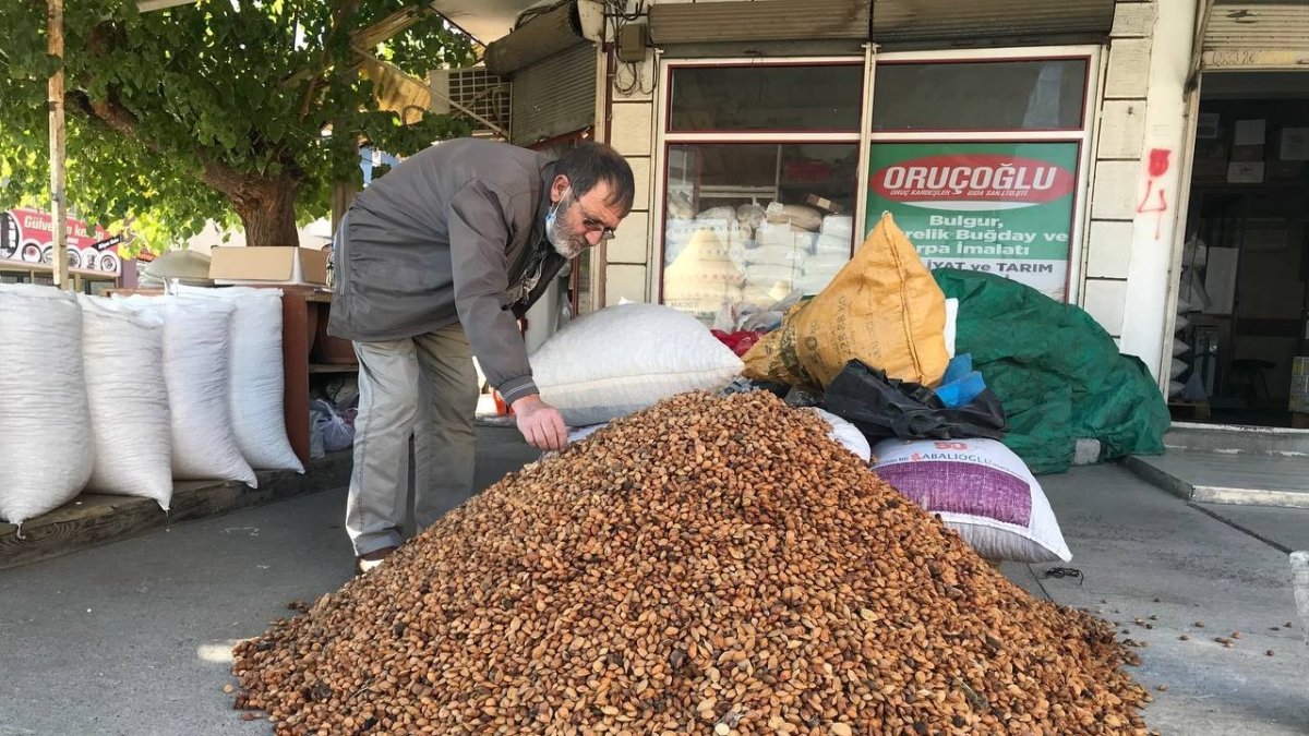 Erzincan'dan Malatya'ya 200 ton acı kayısı çekirdeği gönderiliyor