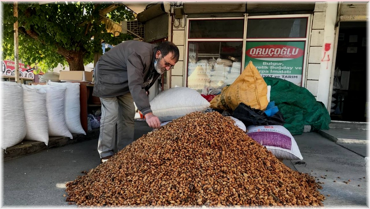 Erzincan'dan Malatya'ya 200 ton acı kayısı çekirdeği gönderiliyor