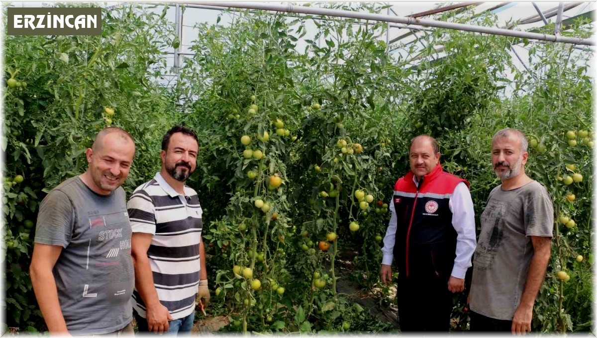 Erzincan, domates ve salatalıkta bölgeyi besliyor