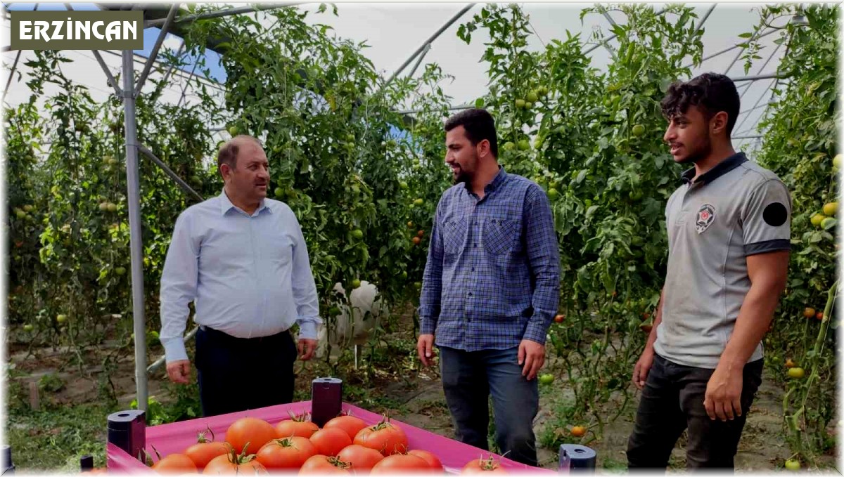 Erzincan domatesi çevre illerde sofraları süslüyor