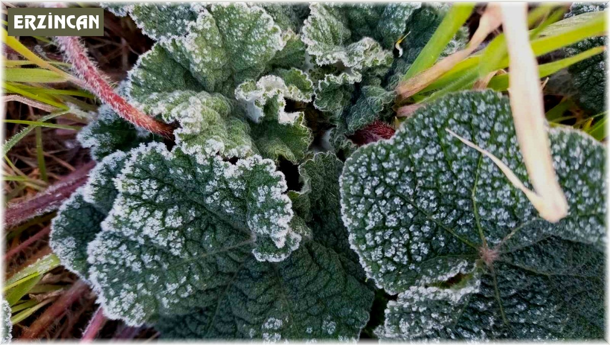 Erzincan için zirai don uyarısı