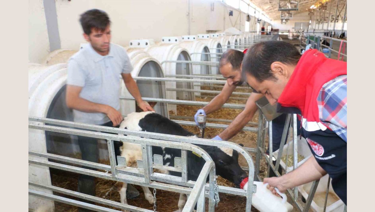 Erzincan il genelinde tüm hayvanlar şap hastalığına karşı aşılanıyor