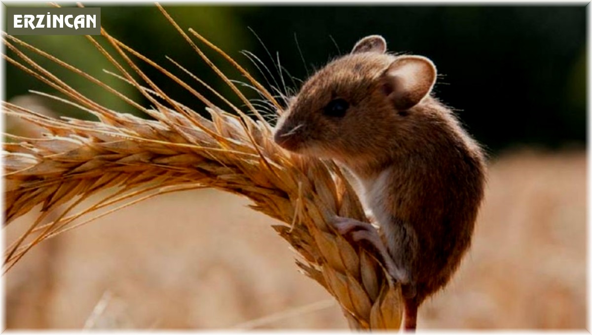 Erzincan İl Tarım ve Orman Müdürlüğü çiftçileri fare konusunda uyardı