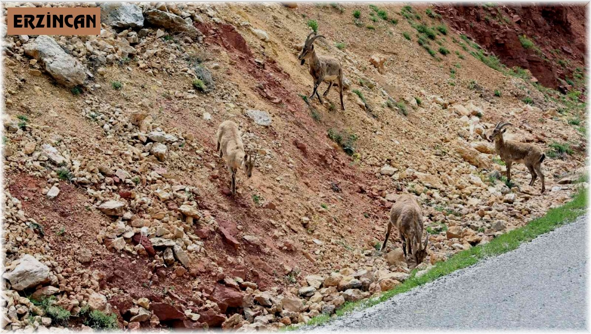 Erzincan - İliç yolunda yaban keçileri yol kenarına indi