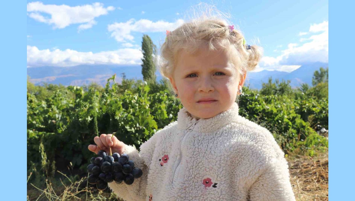Erzincan'ın az şekerli "Cimin üzümü"nün hasadı sürüyor