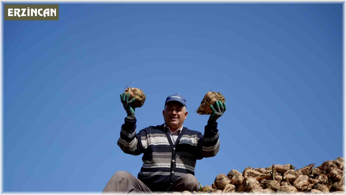 Erzincan'ın bereketli topraklarında pancar hasadı başladı