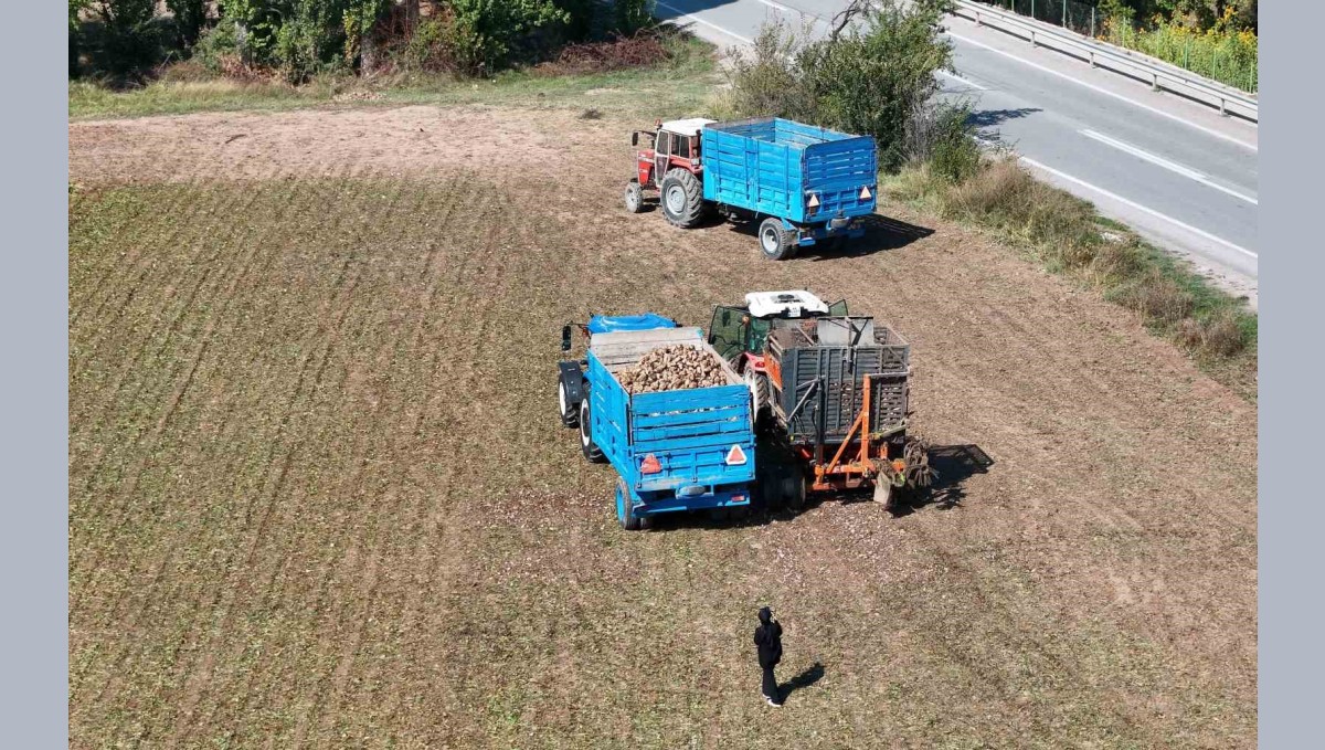 Erzincan'ın bereketli topraklarında pancar hasadı başladı