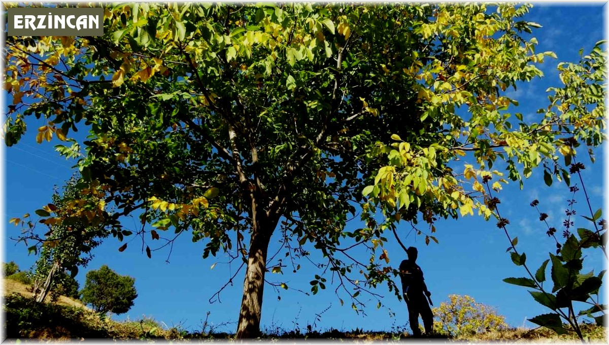 Erzincan'ın Sancak kenti Kemah: 32 bin ceviz ağacı yetiştiriciliği ile ekonomiye katkı sağlıyor