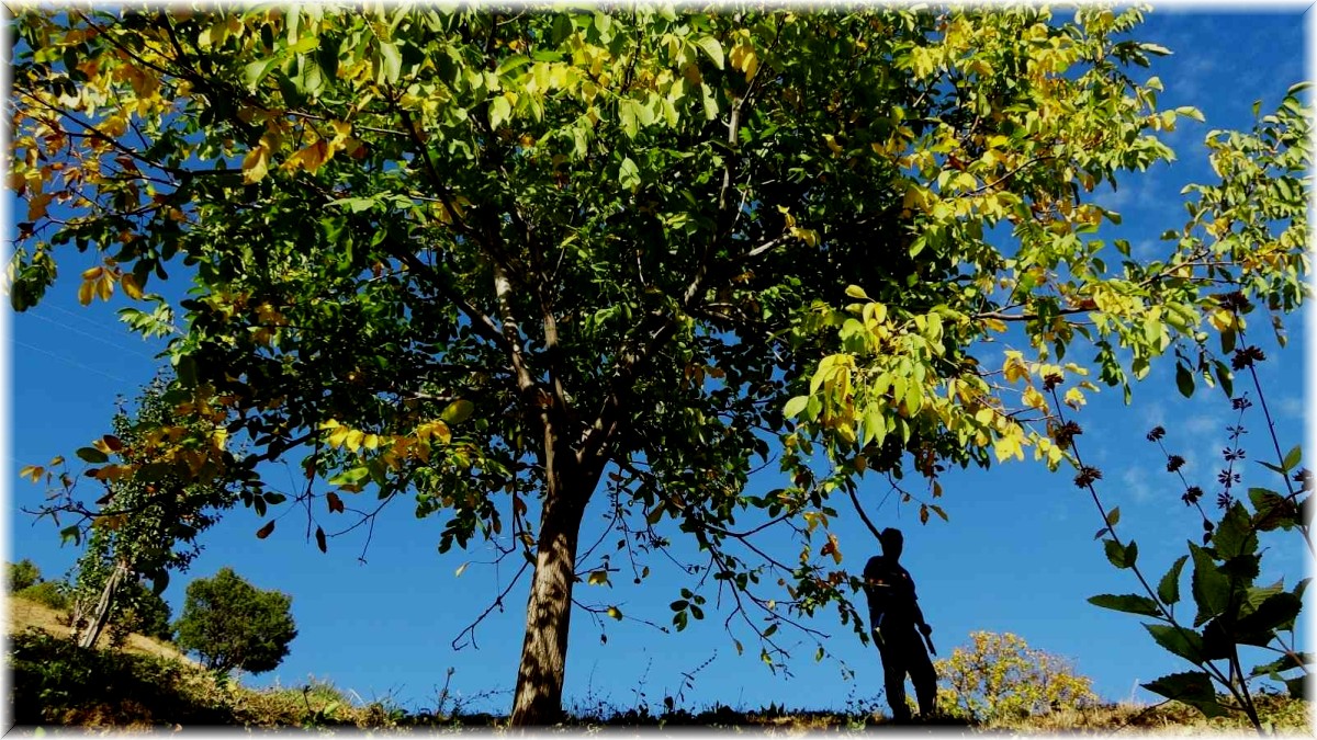 Erzincan'ın Sancak kenti Kemah: 32 bin ceviz ağacı yetiştiriciliği ile ekonomiye katkı sağlıyor