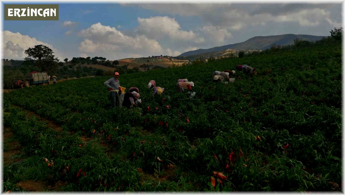 Erzincan kapya biber yetiştiriciliği yaygınlaşıyor