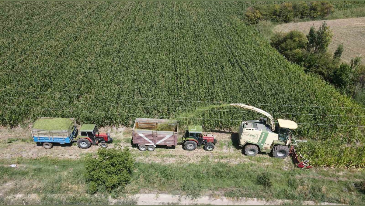 Erzincan Ovası'nda silajlık mısır hasadı başladı! Son yıllarda çiftçilerin gözdesi oldu