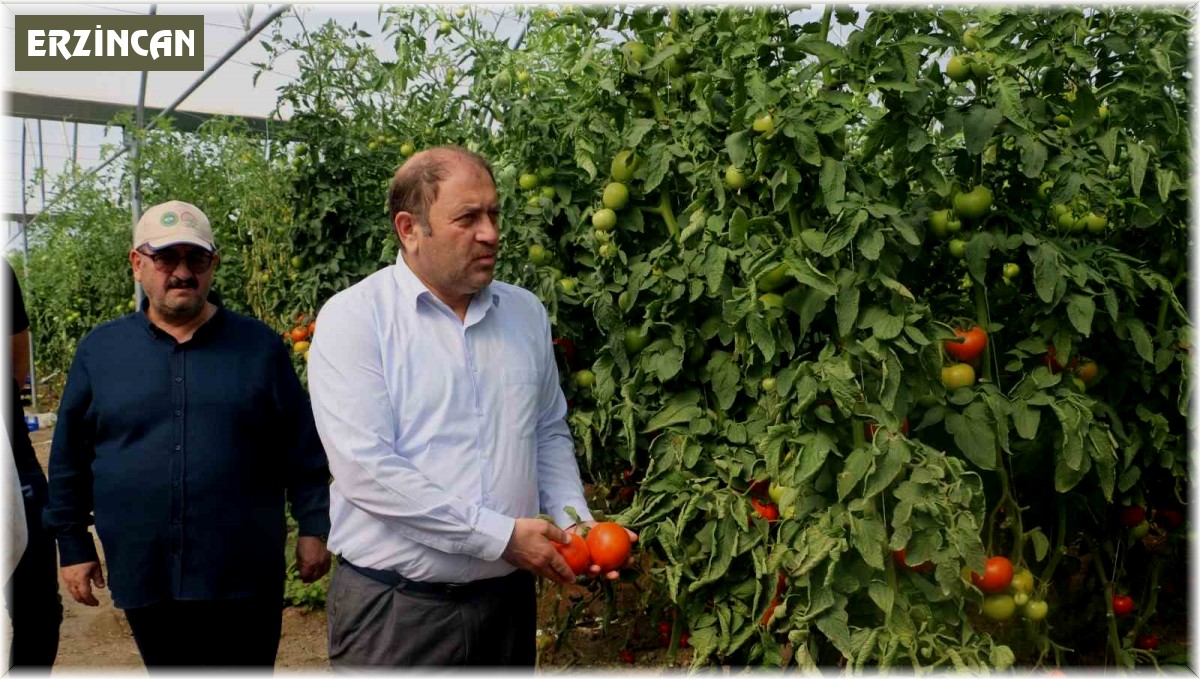 Erzincan seralarında üretilen domates 16 liradan alıcı buluyor