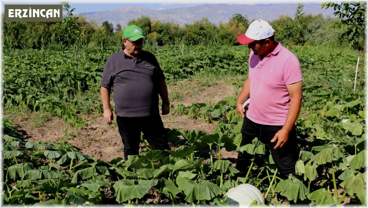 Erzincan tarım sektörü, renkli görüntülere sahne oluyor