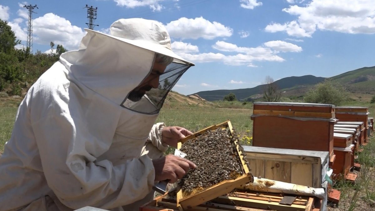 Erzincan yaylalarında arıcıların bal mesaisi başladı