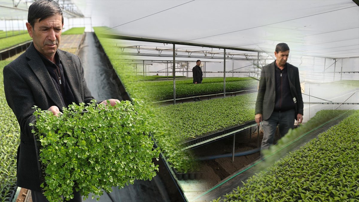 Erzincan’da 5 dönümle başlayan Refik Beşiktaş yılda 4 milyon fide üreten tedarikçiye dönüştü