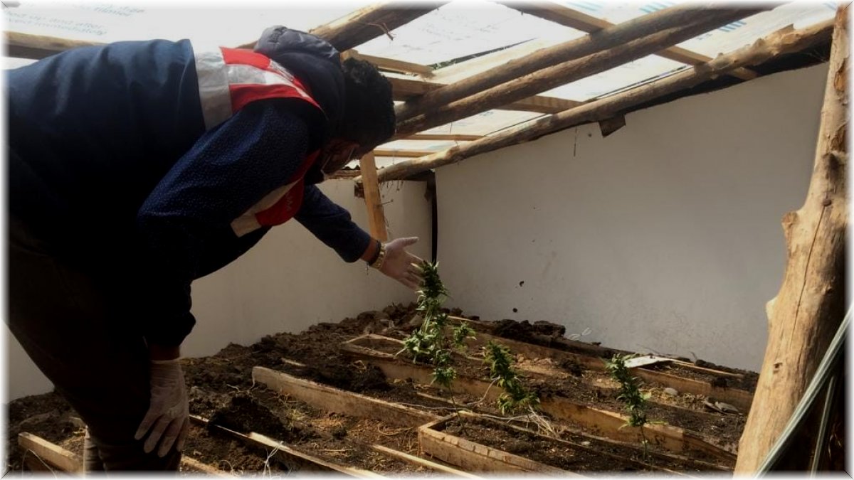 Erzincan’da evinin çatısında esrar yetiştiren 1 kişi tutuklandı