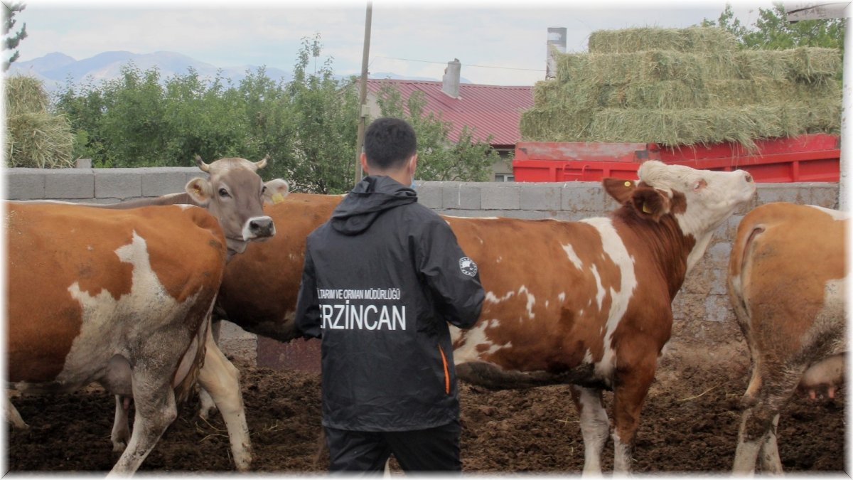 Erzincan’da “zoonoz” hastalıklar ile mücadele devam ediyor