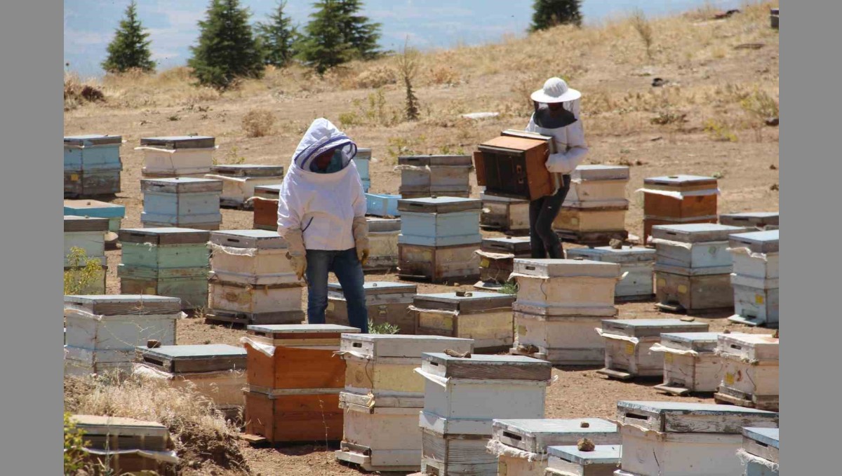 Erzincanlı arıcıların "tatlı" hasat telaşı başladı