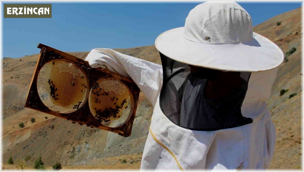 Erzincanlı arıcıların "tatlı" hasat telaşı sürüyor