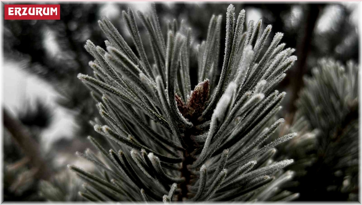Erzurum buz kesti, hava sıcaklığı eksi 7'ye düştü