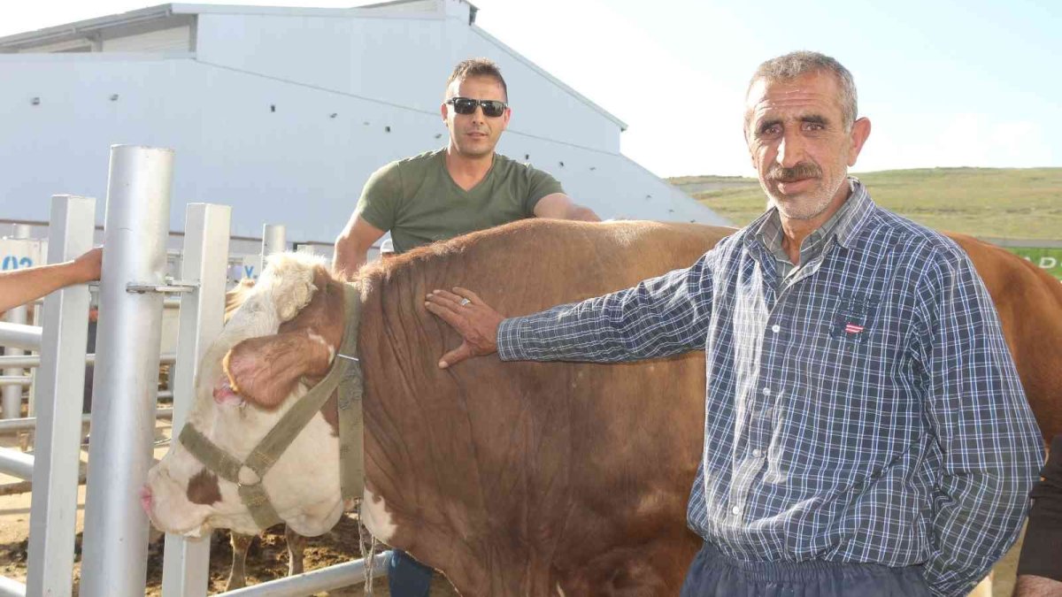 Erzurum Canlı Hayvan Pazarı'nın en ağır kurbanlığı Şahin'in fiyatı tam 65 bin lira