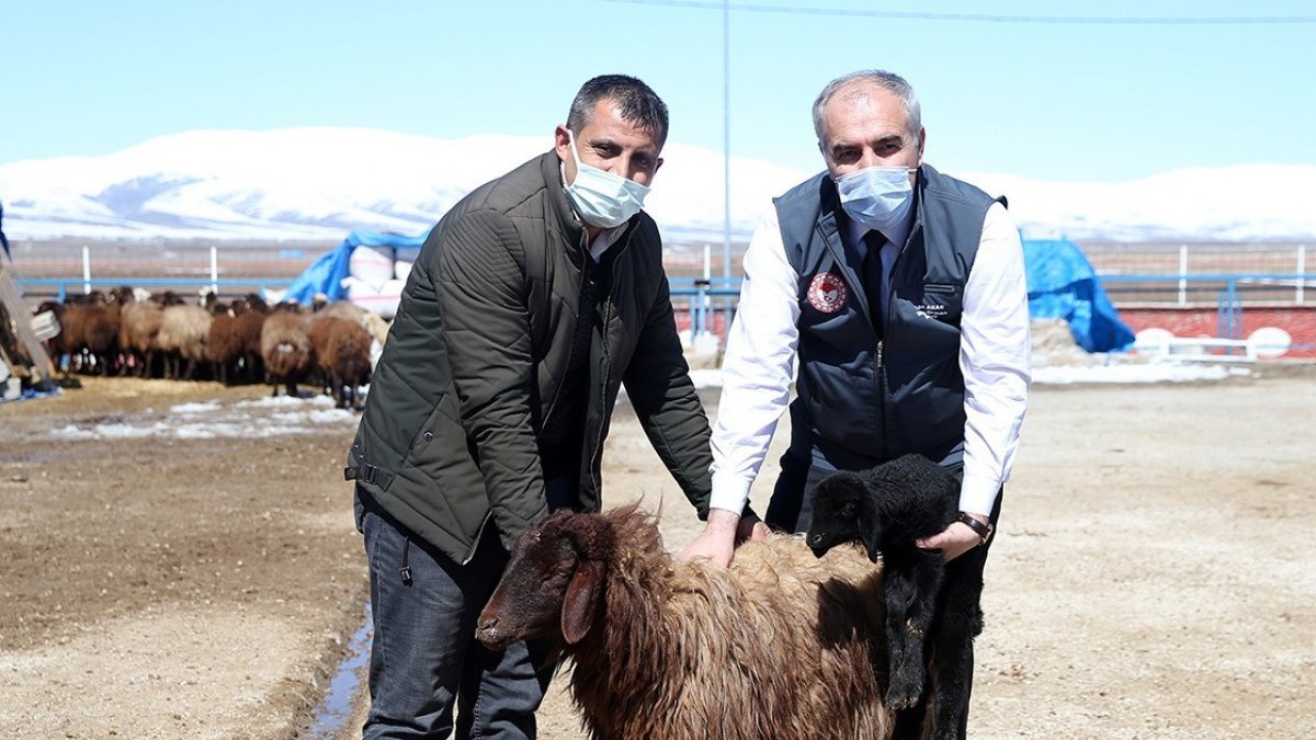 Erzurum çiftçisine anaç koyun keçi desteği