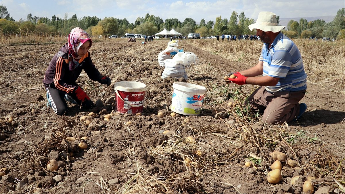 Erzurum'da 2 bin rakımda üretilen patatesten 108 bin ton rekolte bekleniyor