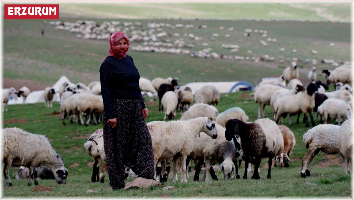 Erzurum'da 3 bin rakımda 3 yüz çadır kurulu
